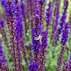 Bylinková zahrada Valtice u Lednice (Tiree Chmelar)