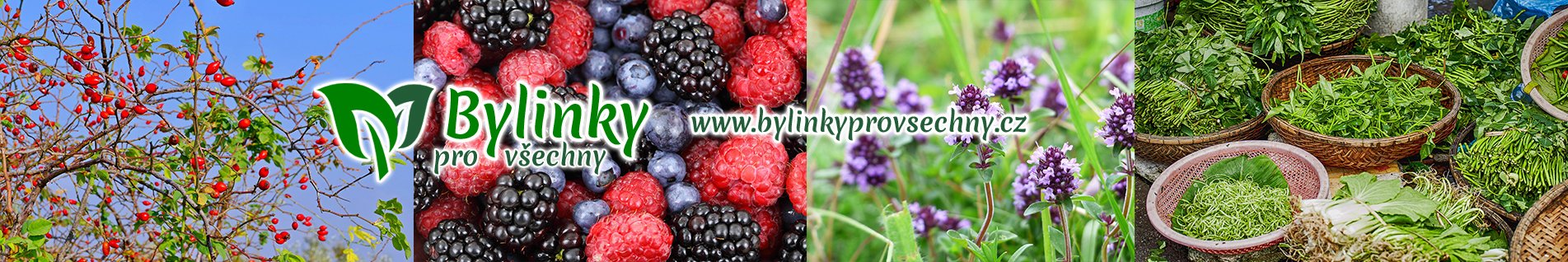 bylinky pro všechny