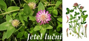 jetel lucni ucinky vliv na zdravi cloveka uzivani pouziti