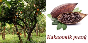 kakao kakaovnik pravy ucinky na zdravi co leci pouziti uzivani vyuziti davkovani co sbirame pestovani