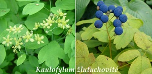 kaulofylum zlutuchovite ucinky na zdravi co leci pouziti uzivani vyuziti davkovani co sbirame pestovani