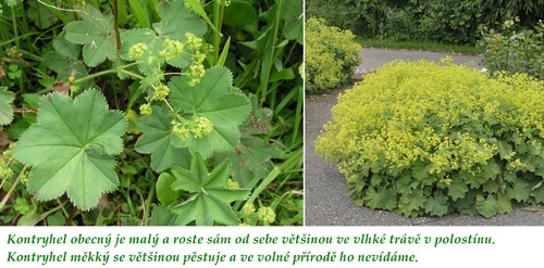 Kontryhel obecný kontryhel měkký rozdíl