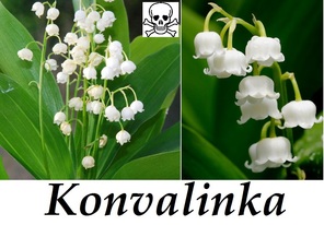 konvalinka-ucinky-na-zdravi-co-leci-pouziti-uzivani-vyuziti