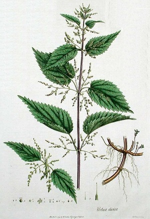 kopriva-dvoudoma-ucinky-na-zdravi-co-leci-pouziti-uzivani-2