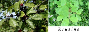 krusina-ucinky-na-zdravi-co-leci-pouziti-uzivani-vyuziti