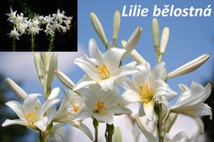 Lilie účinky na zdraví co léčí použití užívání využití pěstování přezimování