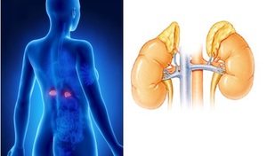 nadledvinky byliny bylinky babske rady caje tinktury obklady