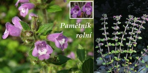 Pamětník rolní účinky na zdraví co léčí použití užívání využití co sbíráme pěstování