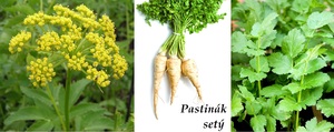 pastinak sety ucinky na zdravi co leci pouziti uzivani vyuziti pestovani