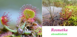 rosnatka okrouhrolista ucinky na zdravi co leci pouziti uzivani vyuziti davkovani co sbirame pestovani