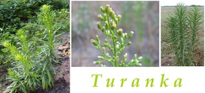 turanka-ucinky-na-zdravi-co-leci-pouziti-uzivani-vyuziti